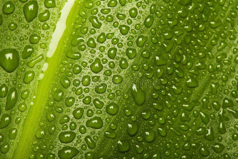 Waterdrops on leaf texture royalty free stock photo Waterdrops on leaf texture royalty free stock photo