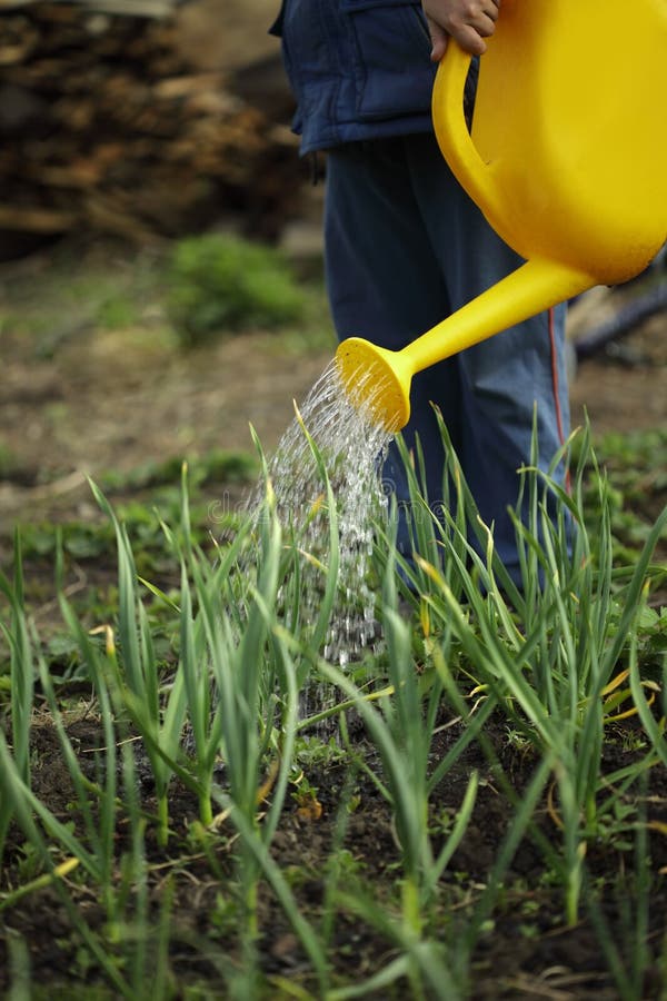 watered from a watering can