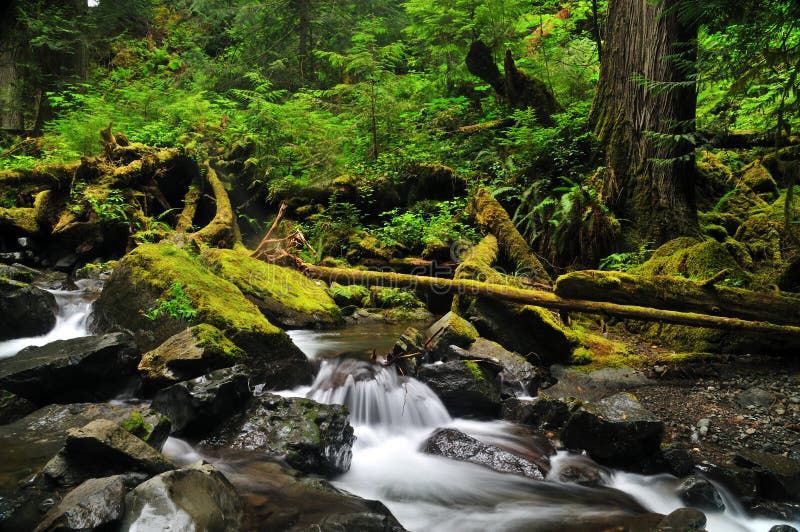 Waterfall in the Forest