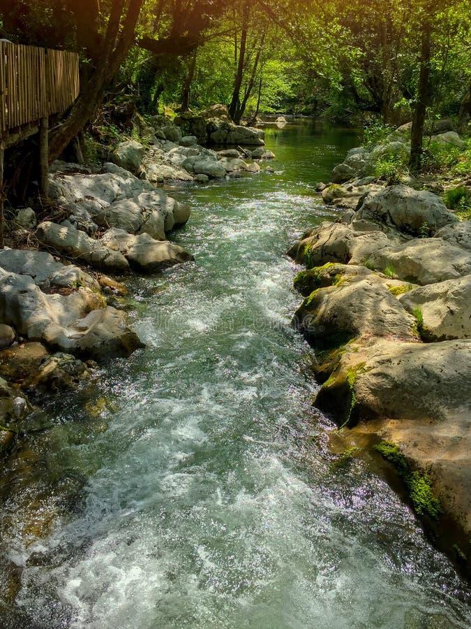 River Water in Forest, Rocky River Side Stock Photo - Image of grass,  scenery: 165302448