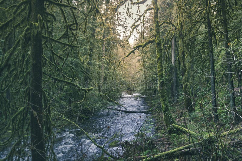 Waterfall In The Forest On Vancouver Island Stock Image Image Of