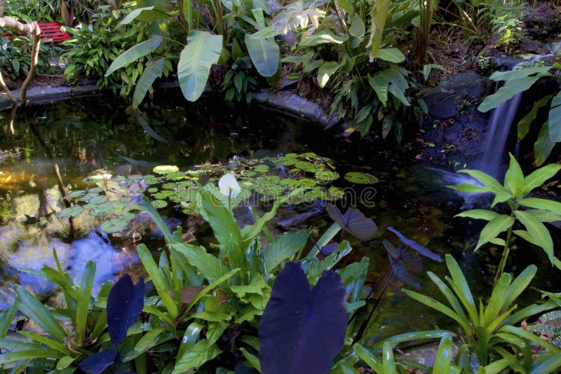 Waterfall in Frog Pond   837904