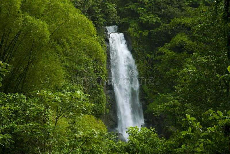 Waterfall in Rainforest Jungle Stock Photo Image of stream