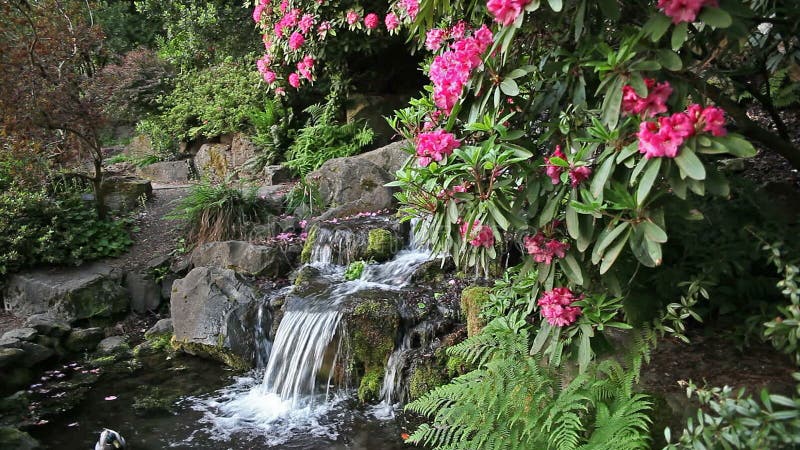 Waterfall with Rhododendron Flowers Blooming in Spring