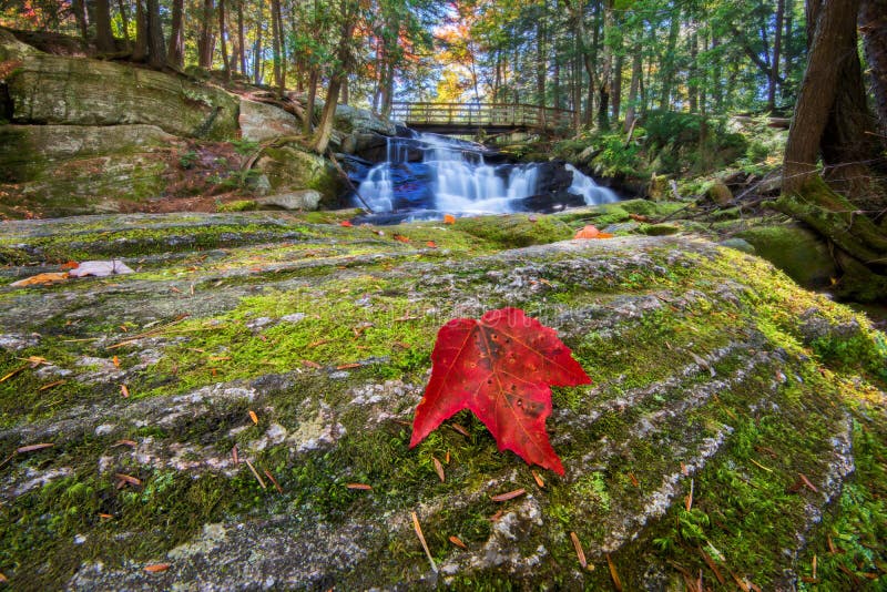Waterfalls Background with Red Maple Leaf on Rock