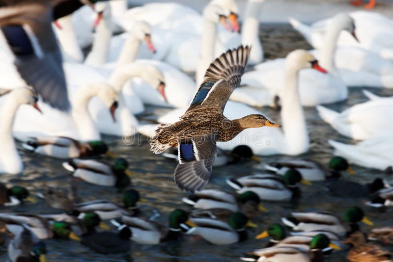 waterfowl by the river