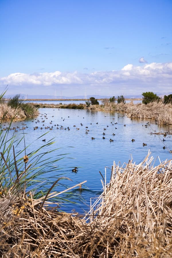 waterfowl-swimming-on-waterways-in-south-san-francisco-bay-sunnyvale