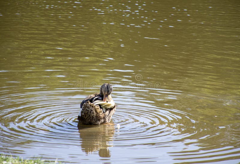 Waterfowl in the wild stock image. Image of animal, animals 159346897