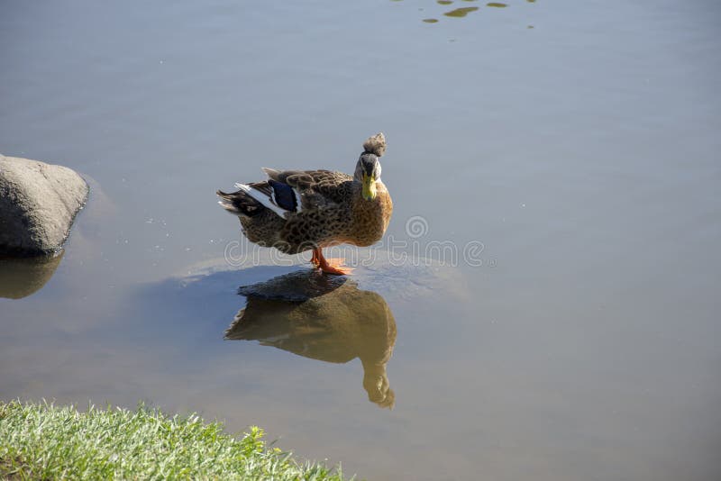 Waterfowl in the wild stock image. Image of animal, animals 159346897