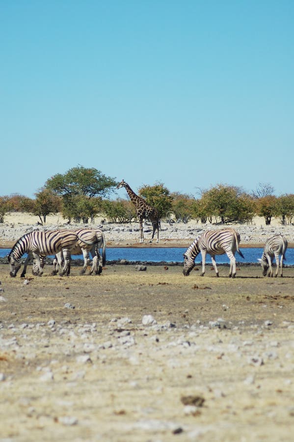 Waterhole in Etosha