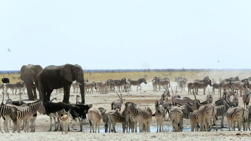 Waterhole in Etosha with Many Animals Stock Footage - Video of national,  game: 56021460