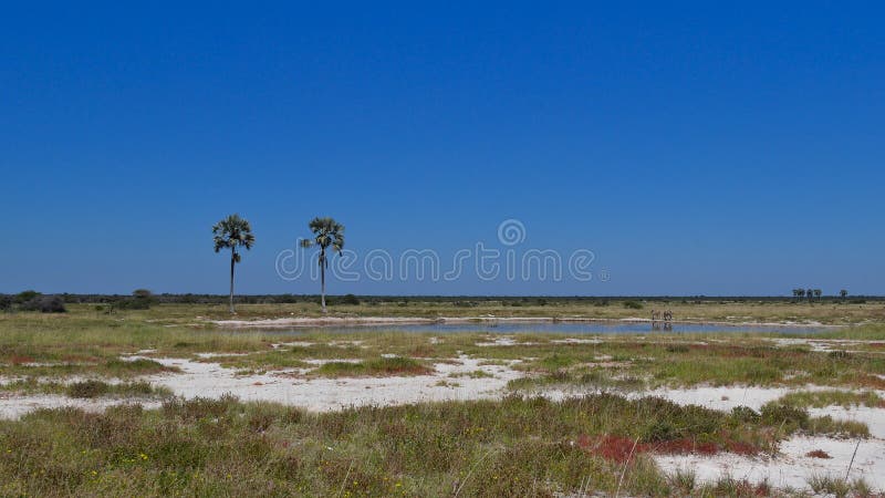 Waterhole with two high makalani palms (hyphaene petersiana) and plains zebras (equus quagga, common zebra) in Etosha National Park, Namibia, Africa. Waterhole with two high makalani palms (hyphaene petersiana) and plains zebras (equus quagga, common zebra) in Etosha National Park, Namibia, Africa.