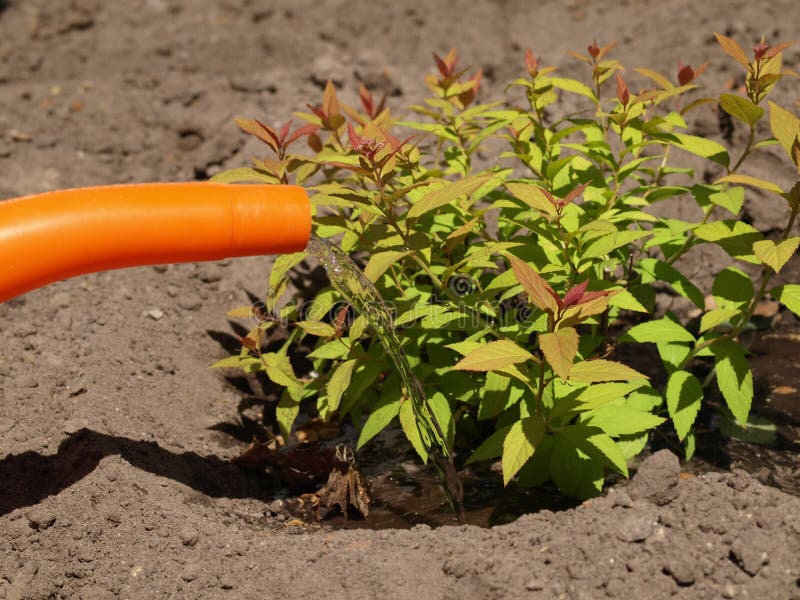 Watering stock image. Image of brown, orange, pouring 25025103