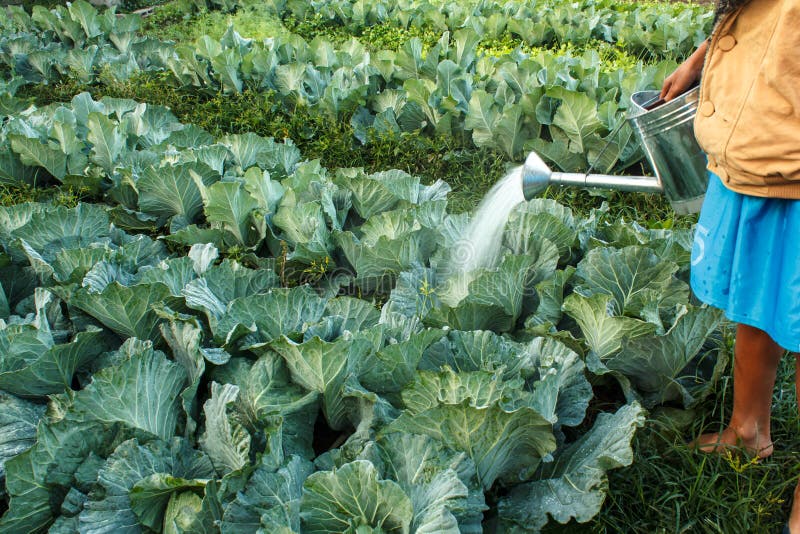 Watering cabbage stock photo. Image of color, background 56515204