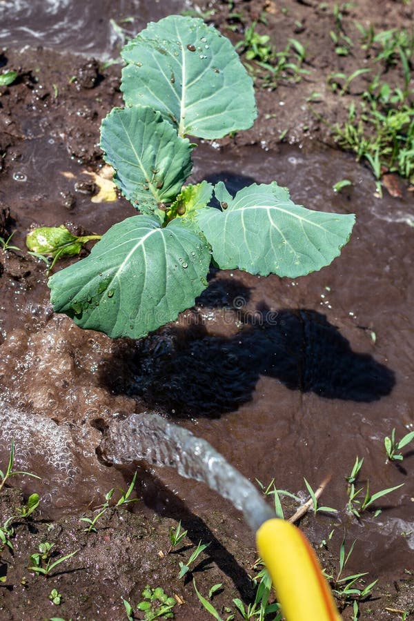 Watering Cabbage Seedlings with a Stream of Pouring Water from a