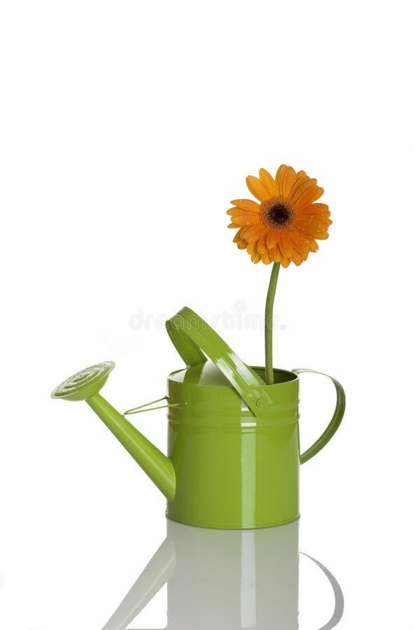 Watering can with a flower stock photo. Image of nature - 2281884