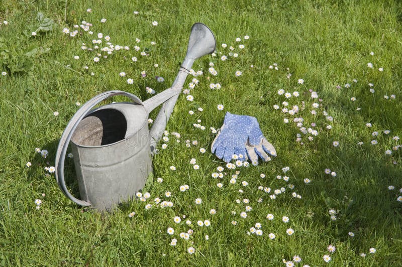 Watering Can and Garden Gloves on Blooming Lawn Stock Image Image of