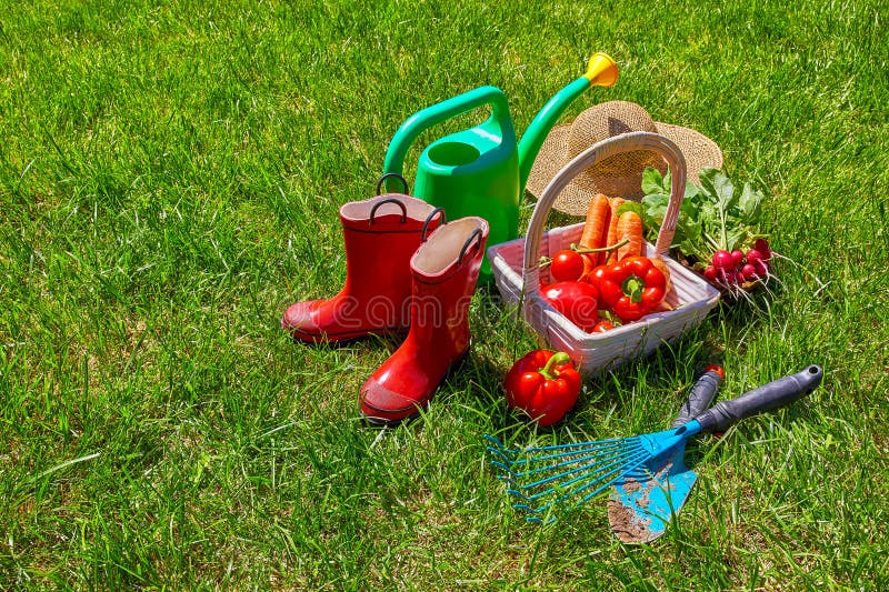 Watering can with garden tools and fresh vegetables pepper. And carrot in the basket on the green grass lawn. Organic food growing. isolated