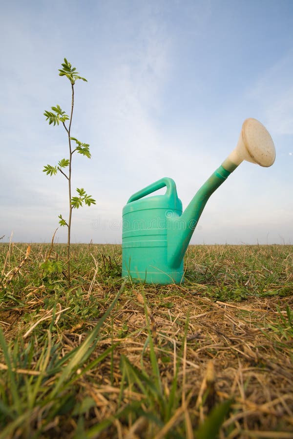 Watering Can and Growing Plant Stock Image Image of work, summer