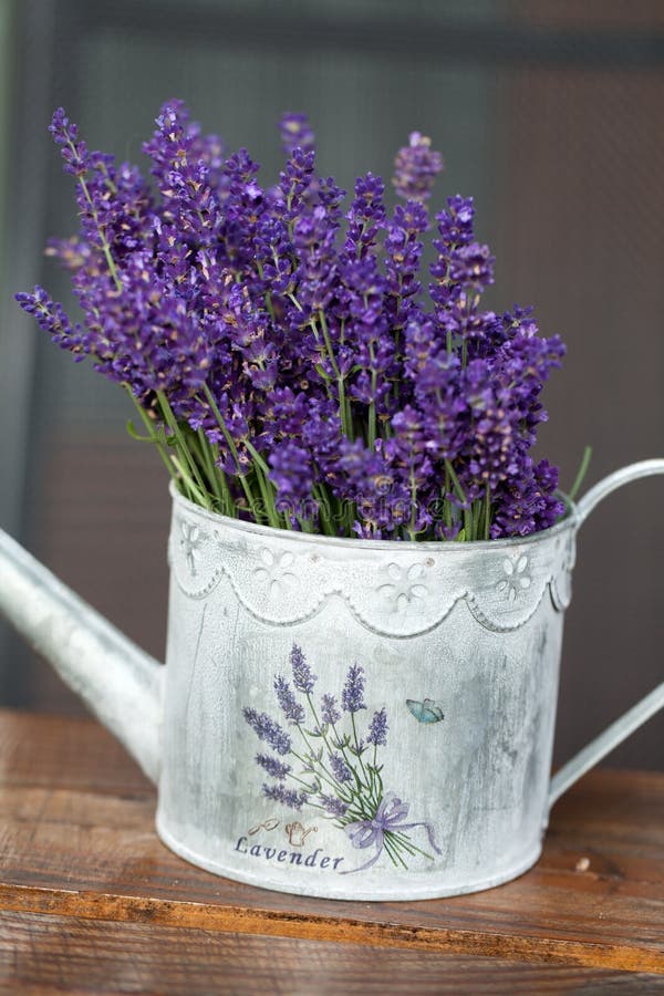 Watering Can and Lavender stock image. Image of nature - 32445069