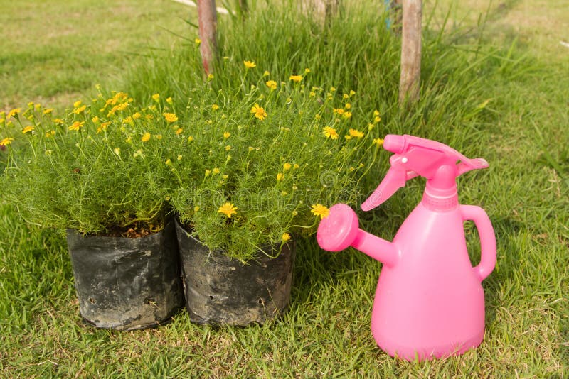 Watering Can and Plant in Flower Bag Stock Photo Image of development, foliage 38555176