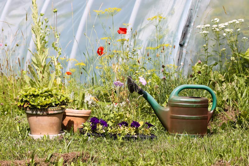 Watering Can and Potted Plants Outdoors Stock Image Image of flower