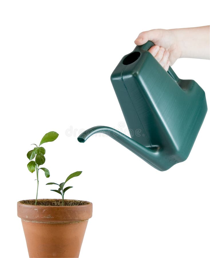 Watering Can Pouring On Plants Stock Photo - Image of leaf, gardening ...