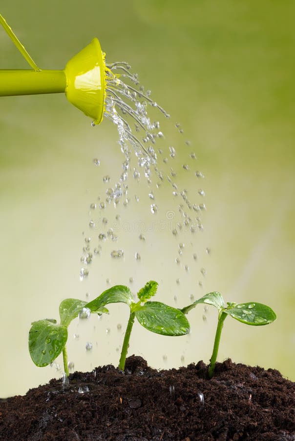 Watering can watering young plants