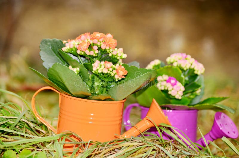 Watering Cans with Colorful Flowers Stock Photo Image of beauty