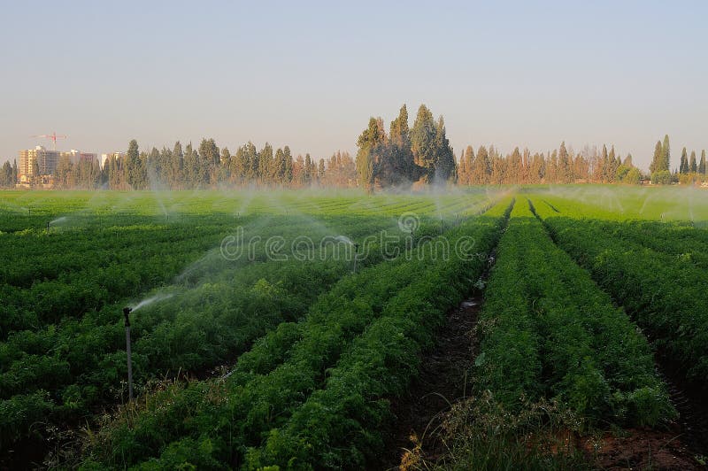 Watering field carrots