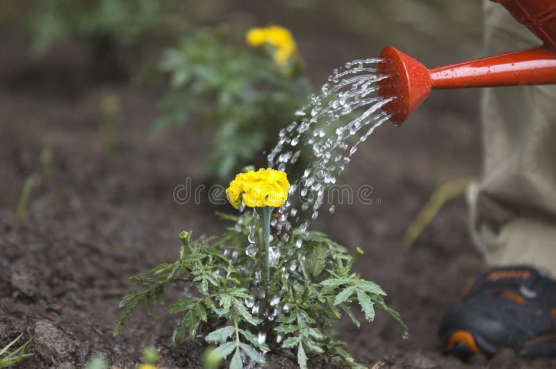 Watering flower stock photo. Image of imagination, love 846124
