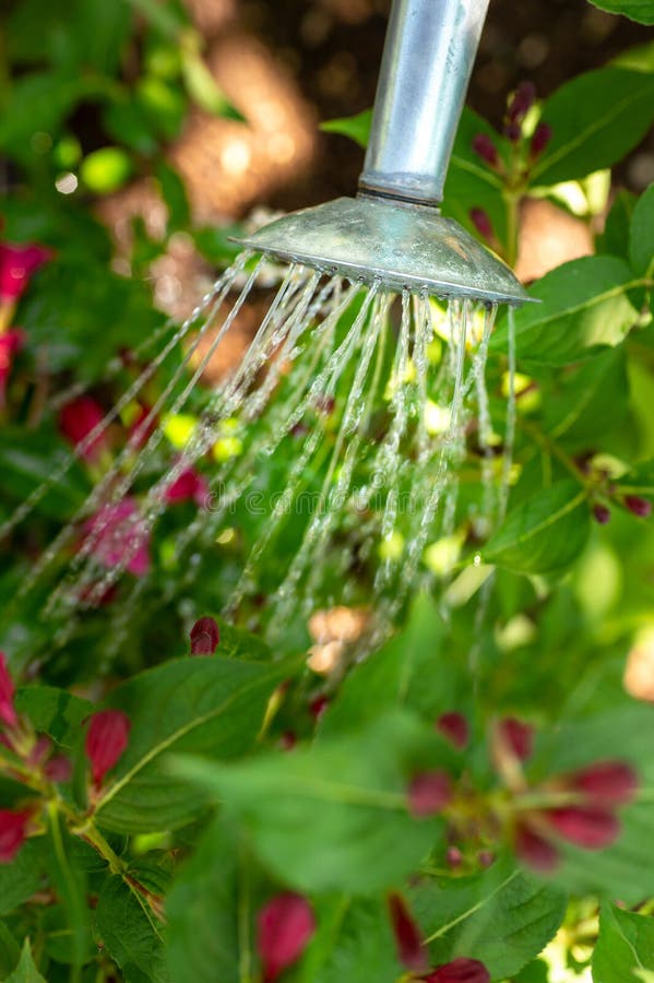 Watering Flower Bed Using Watering Can. Gardening Hobby Concept