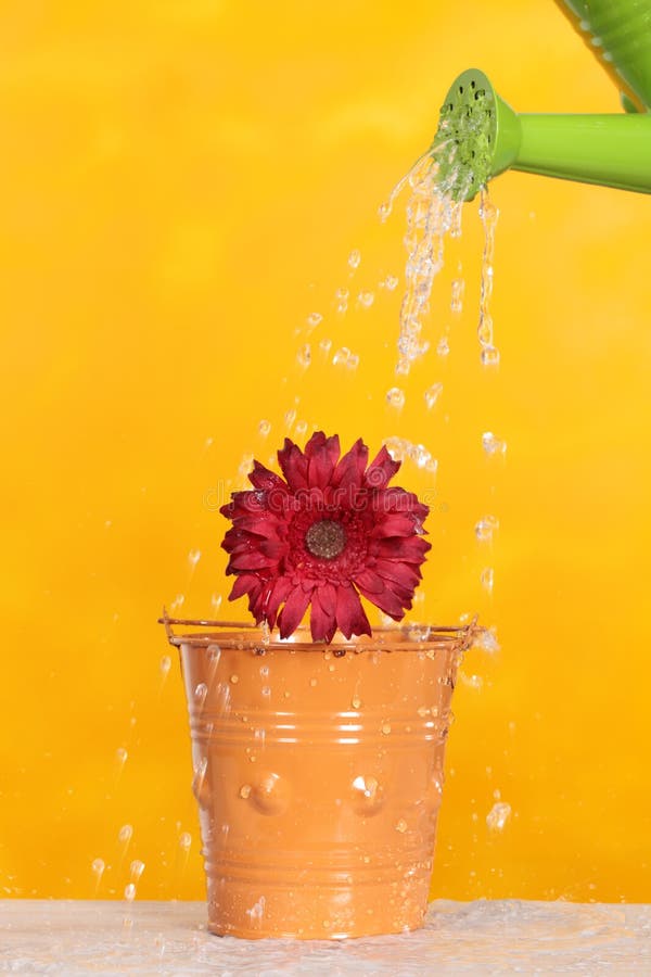 Watering a flower stock image. Image of light, backlit 39980755