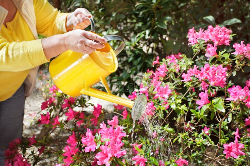Watering the flowers stock image. Image of outdoors, watering 20926101