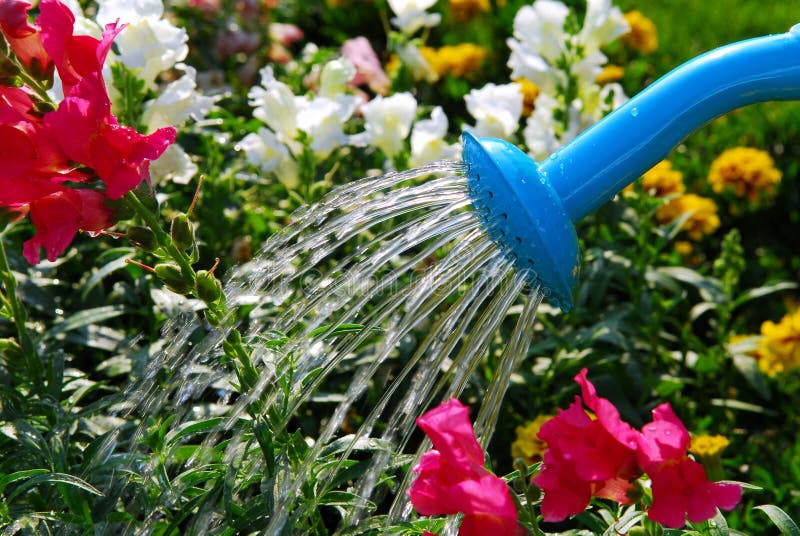 Watering flowers stock photo. Image of metal, freshness 2963904