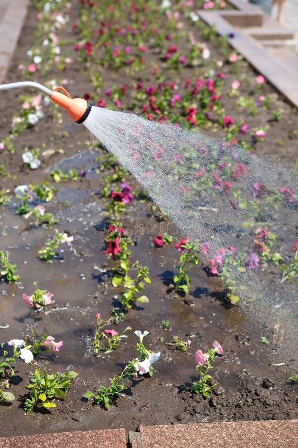 Watering flowers