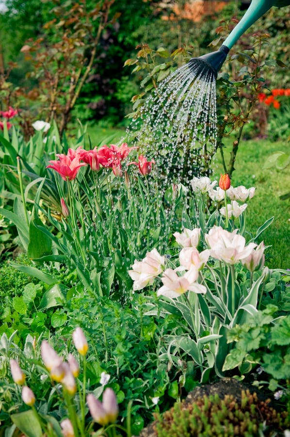 Watering flowers stock photo. Image of garden, flora 30700376