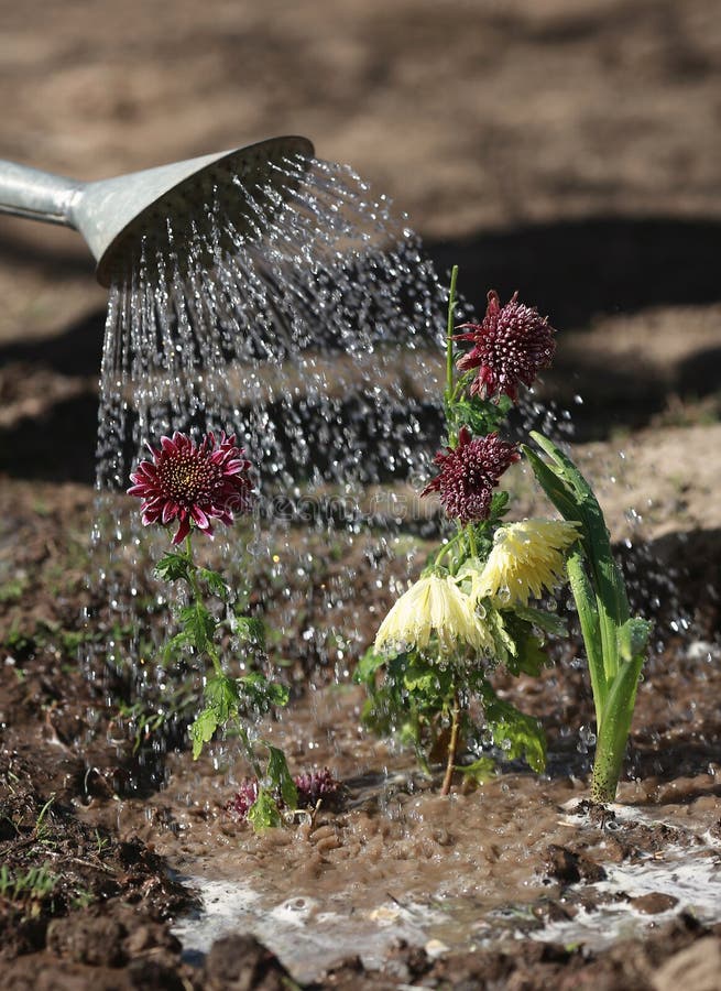 Watering the flowers stock photo. Image of foliage, sunlight 52874894