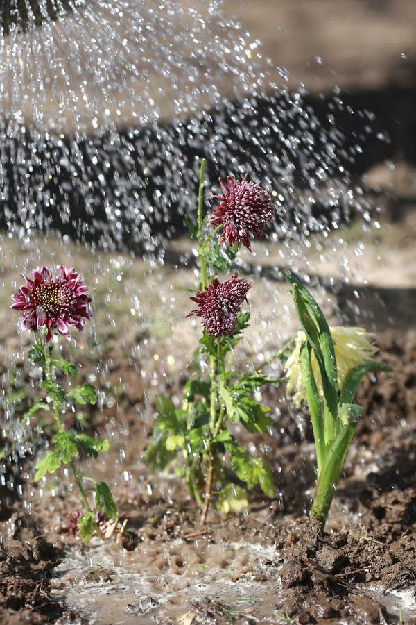 Watering the flowers stock photo. Image of foliage, gardens 53073908