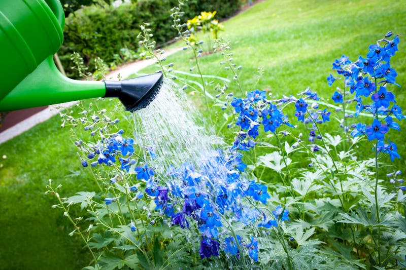 Watering Flowers on Garden, with Green Watering Can Stock Image Image