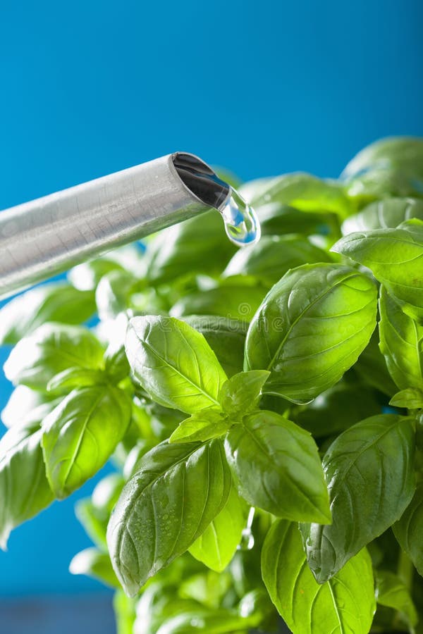 Watering fresh basil leaves herb stock images Watering fresh basil leaves herb stock images