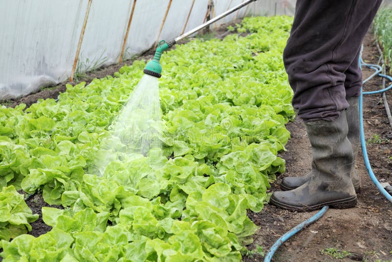 Agriculture, Lettuce Watering Stock Photo Image of health, healthy