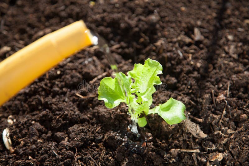 Watering a Freshly Planted Lettuce Seedling Stock Image Image of