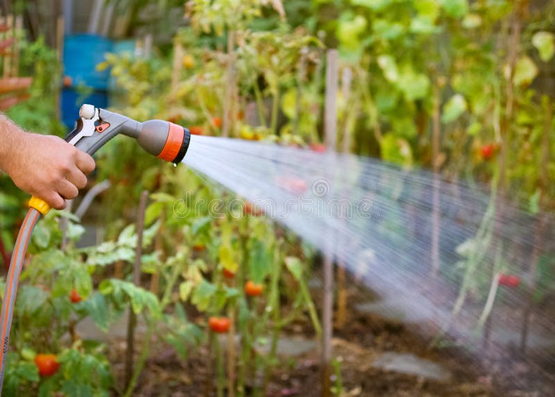 Watering garden stock image Watering garden stock image