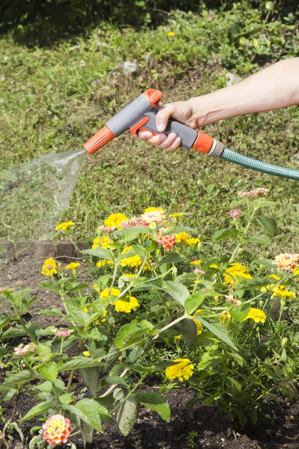 Watering the garden stock image. Image of watering, beautiful 25964807