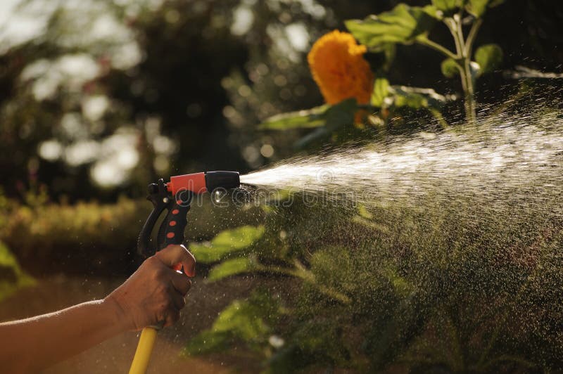 Watering Garden with a Garden Hose Stock Image Image of chore, summer