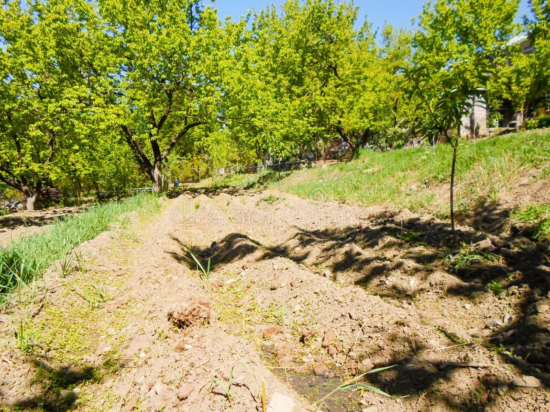 Watering the Gardens, Working in the Garden. Garden Water for