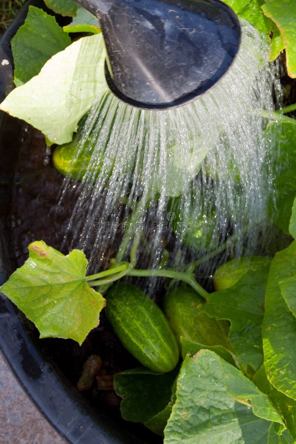 Watering green cucumber plant.