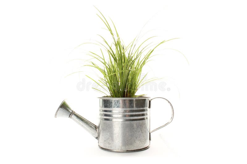 Watering with a green plant