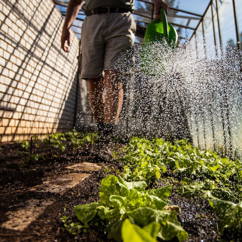 Watering in a greenhouse stock image. Image of plant 48589741